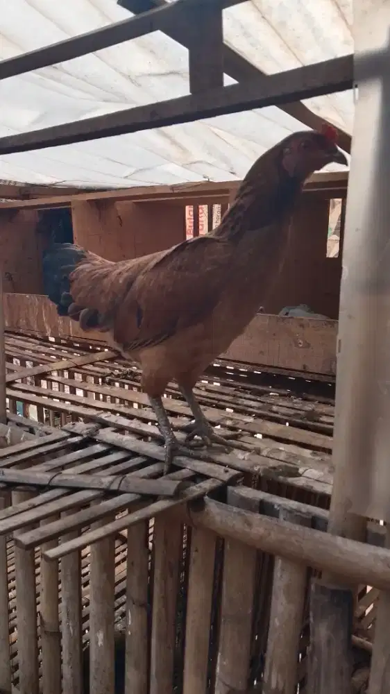 Ayam Biang Ketawa Jari 10