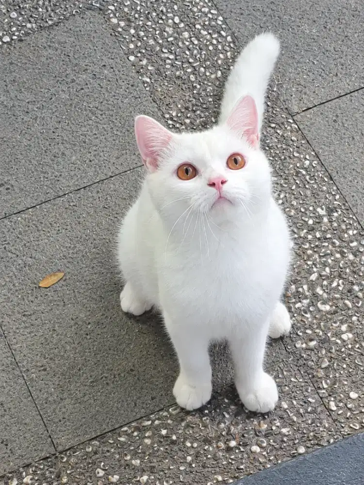 Bsh white jantan