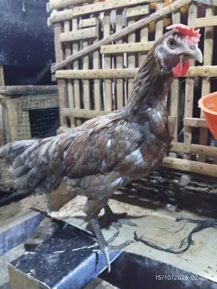 Biang pelung jajalon asli cianjur