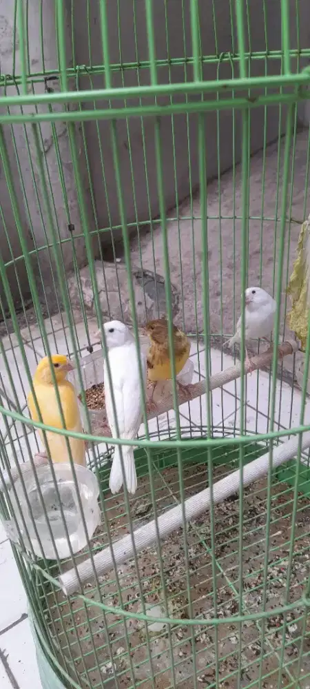 Berbagai warna kenari