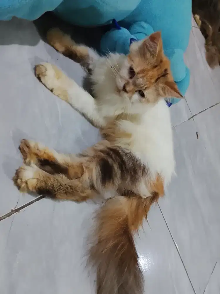 open adops cepat ibu dan anak Persia