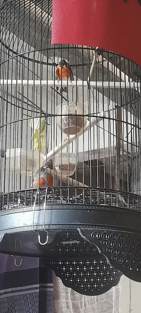 1 pasang redsiskin clasik