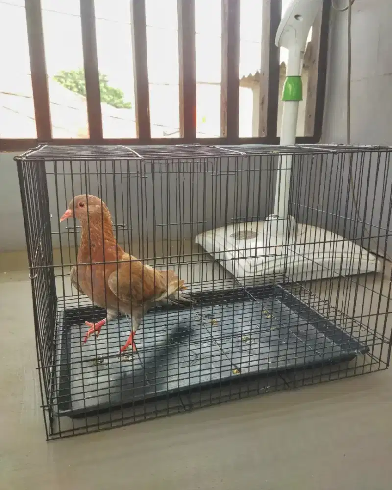 Burung Dara Merpati