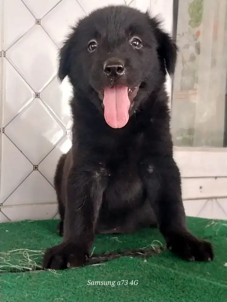Anakan anjing ras mix
