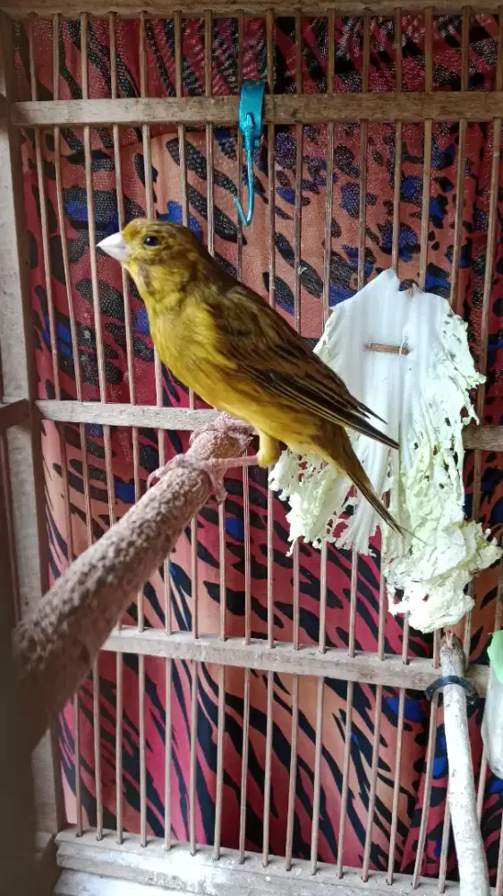 Burung Kenari AF Gacor