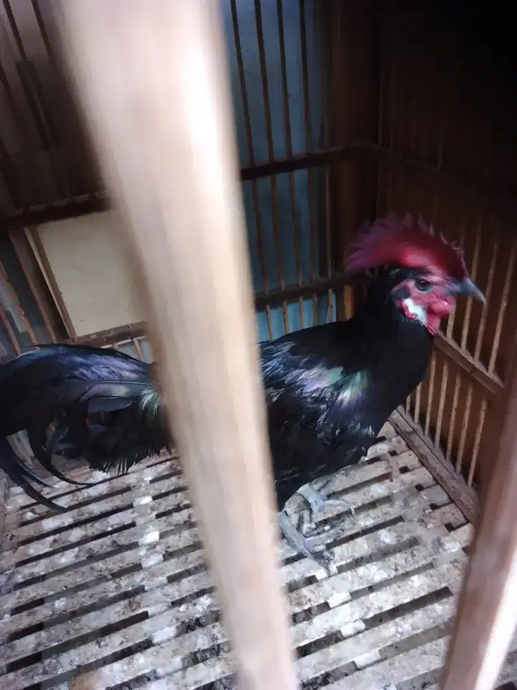 Ayam Bekisar Mewah