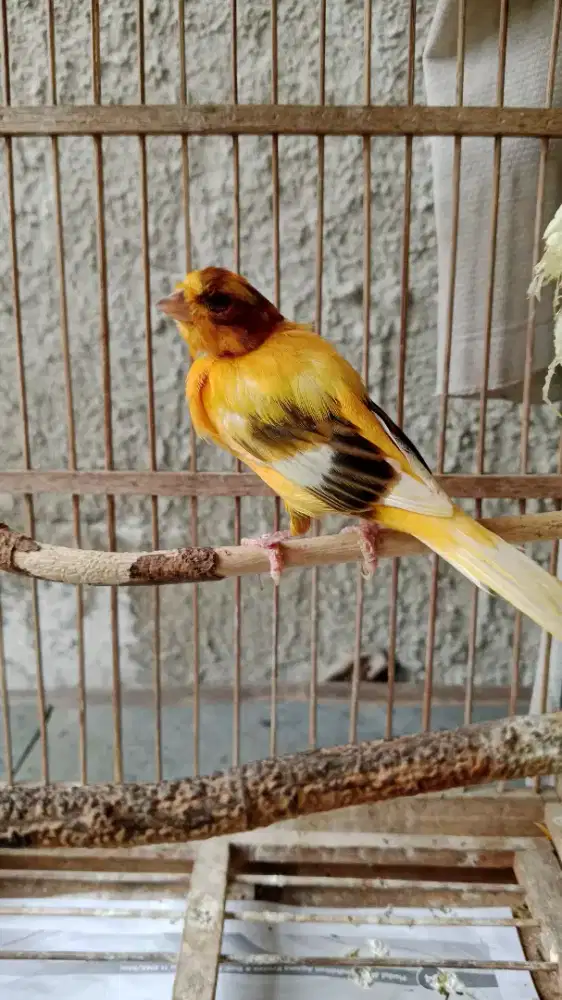 Burung Kenari AF Gacor