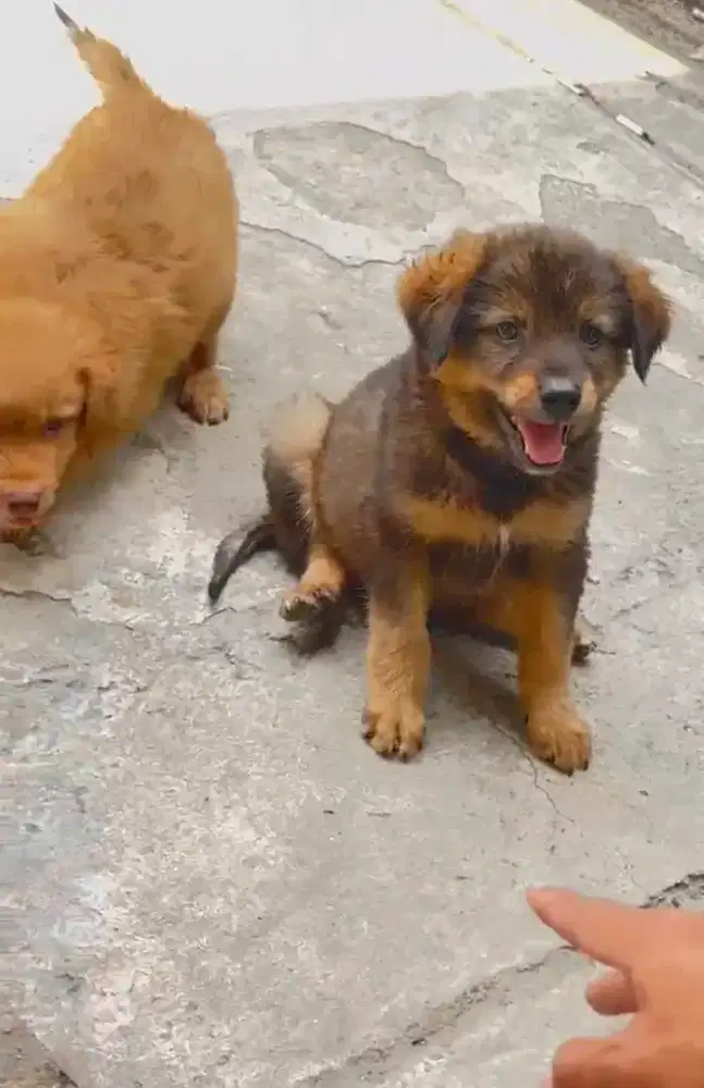 2 puppy mix bulu tebal