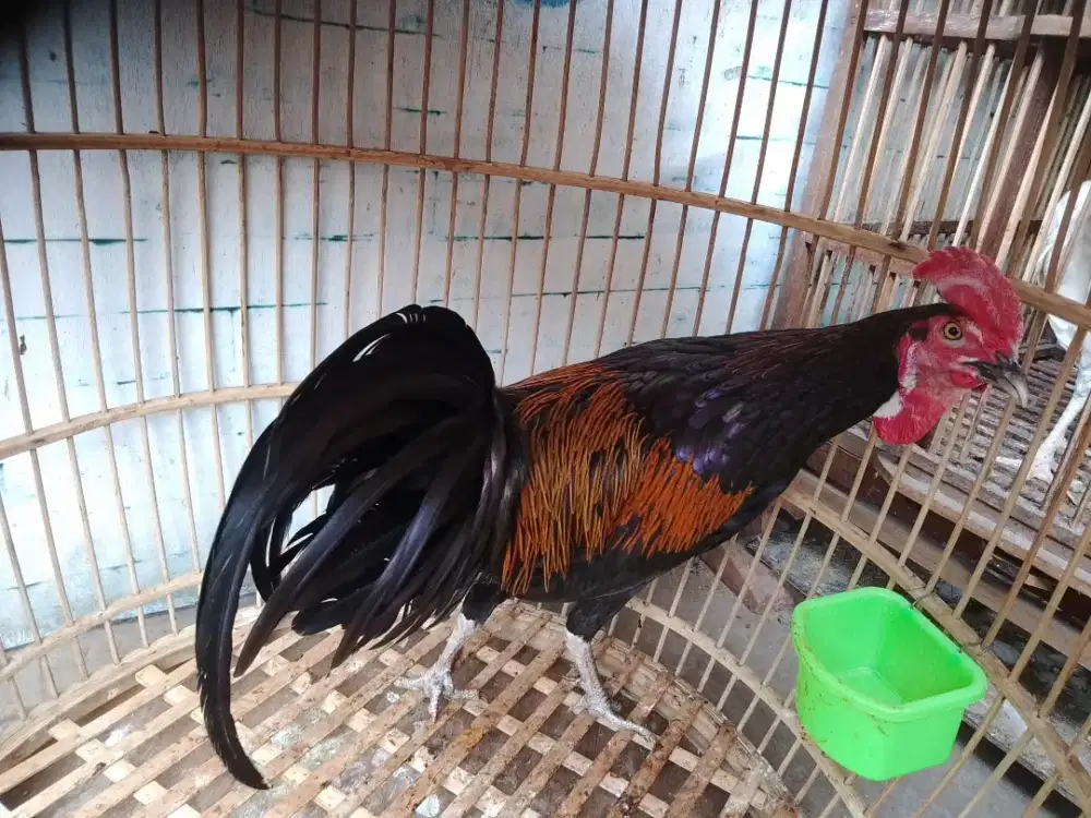 Ayam Bekisar Merah violet