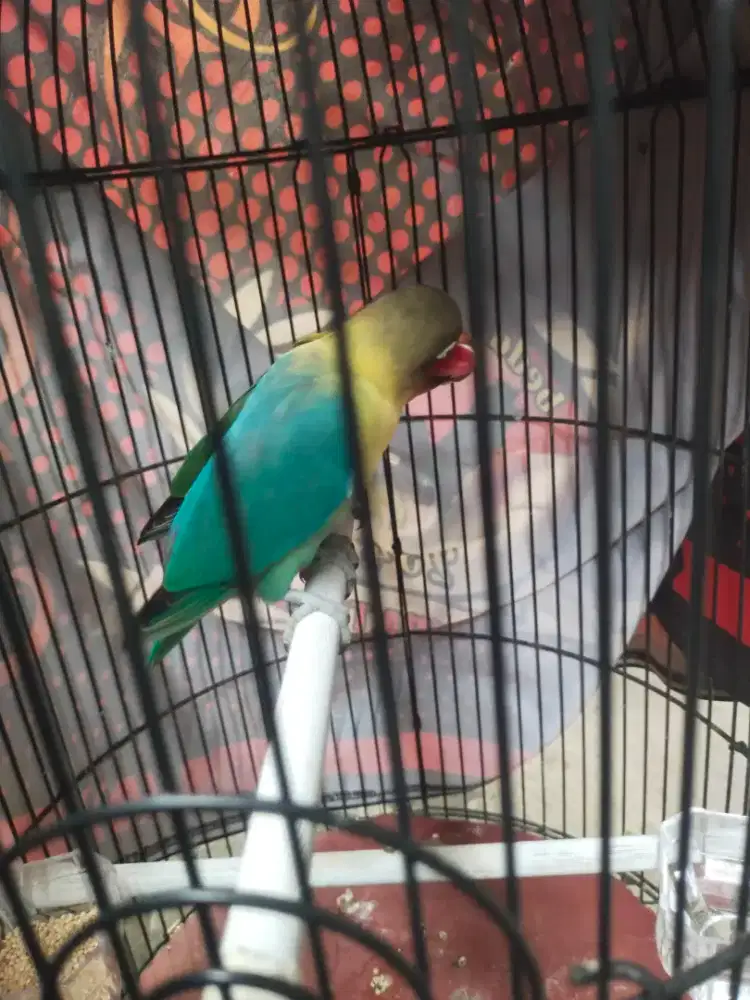 Jual burung Lovebird sepasang