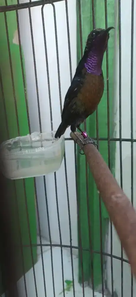 Burung kolibri ninja gacor
