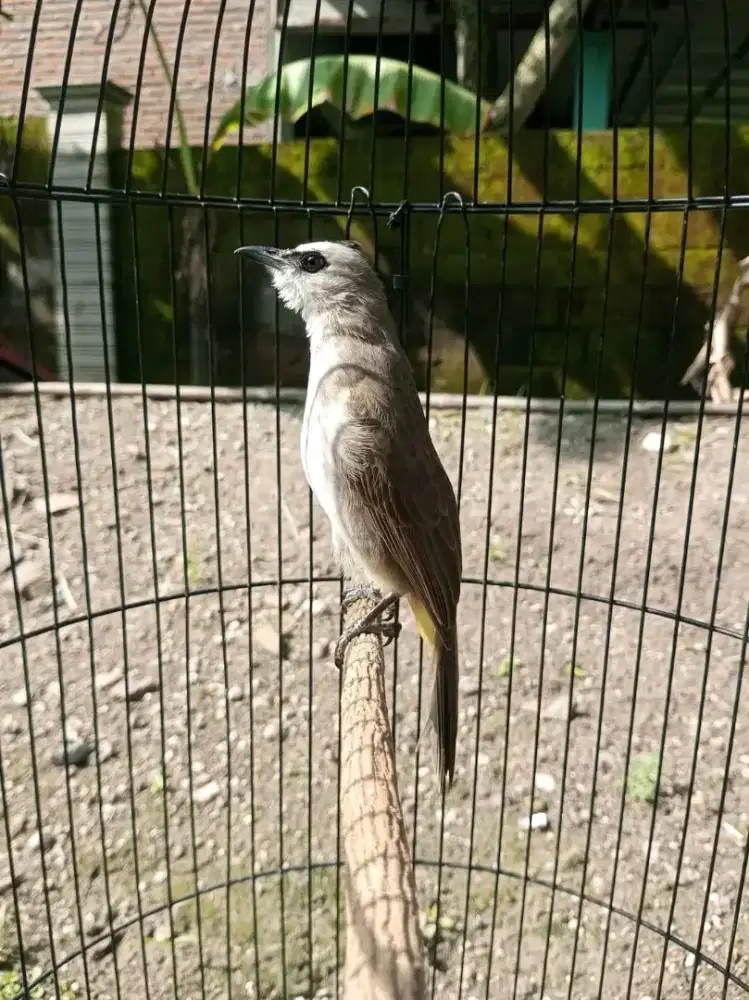 Jual burung trucuk ropel garuda