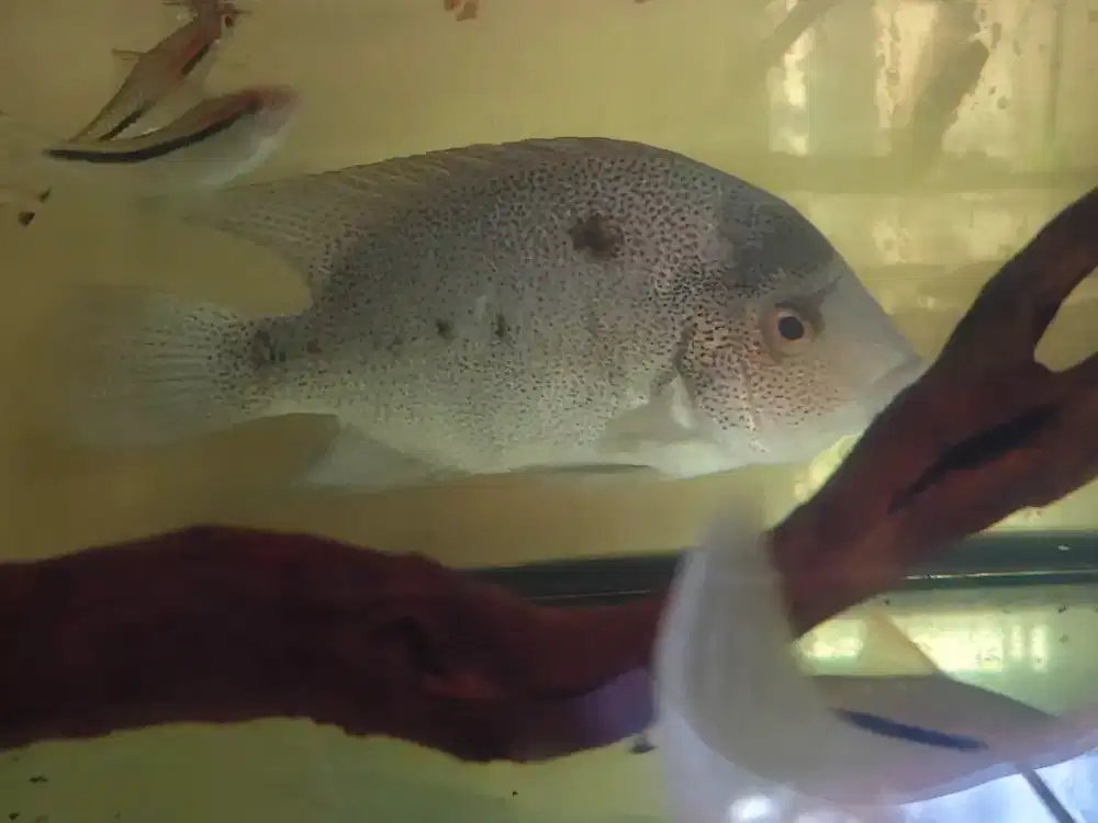 Dijual ikan chichlid amerika Argantea