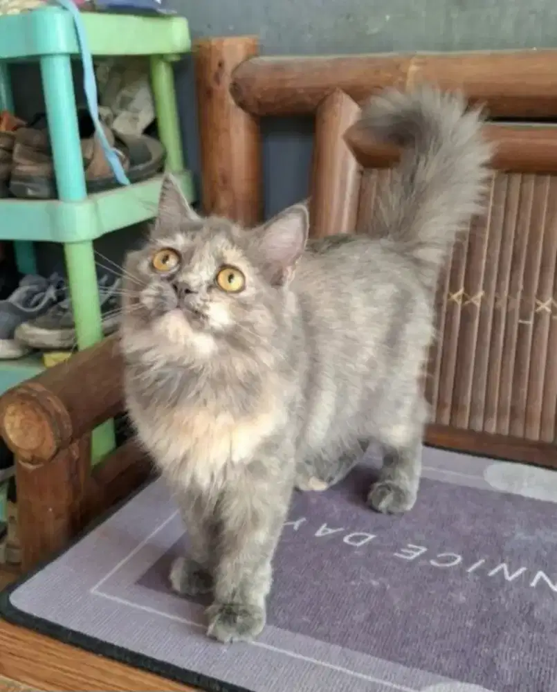kucing anggora/ kitten persia betina/kucing persia betina