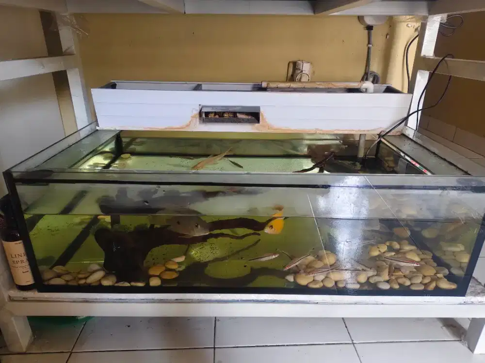 Akuarium set siap pakai