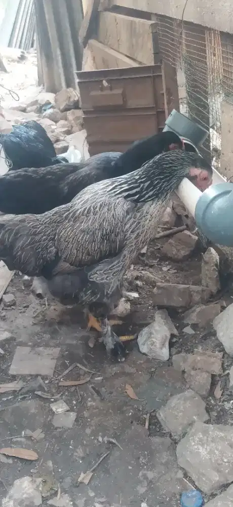 Ayam  brahma,  ( petelur).  Usia  6 bulan. (2 ekor)