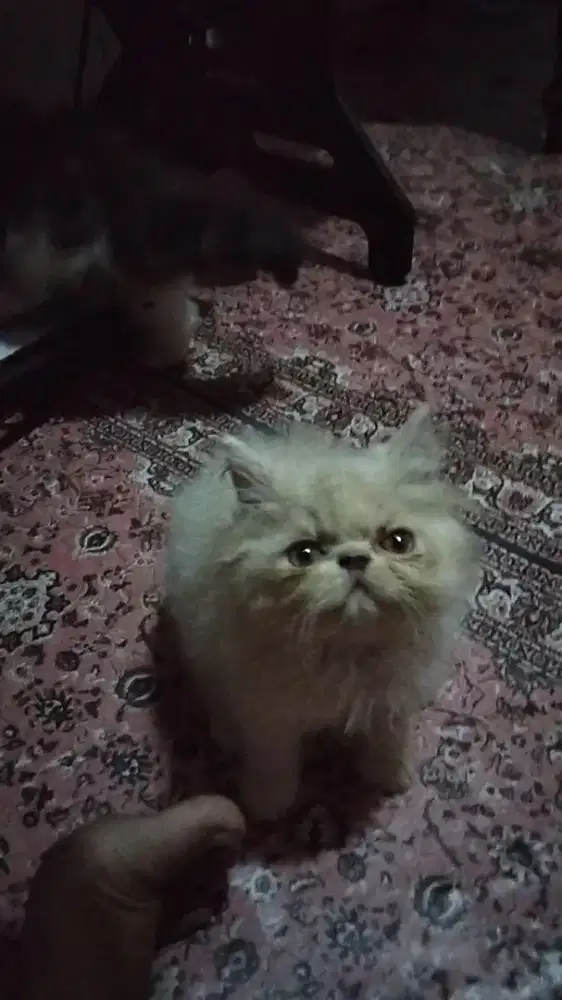 Kitten peaknose