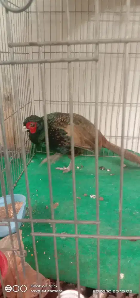 Ayam ringneck dewasa