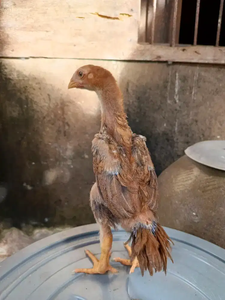 Ekor lidi ori mekar