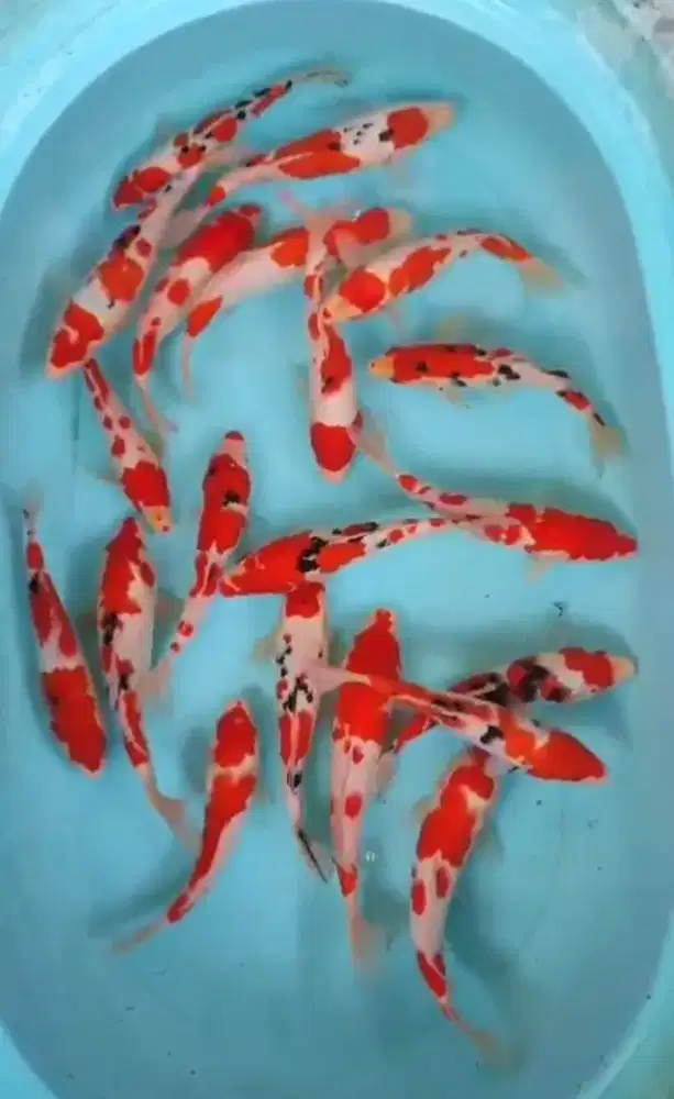 IKAN KOI LEPAS KARANTINA AREA SLEMAN