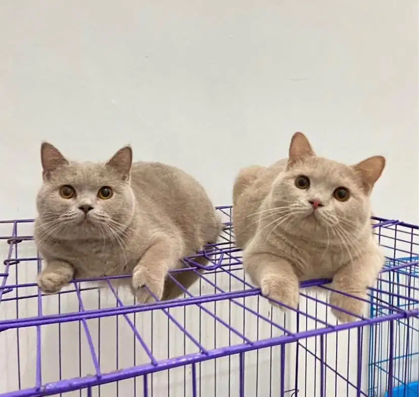 kucing british shorrhair bsh british short hair