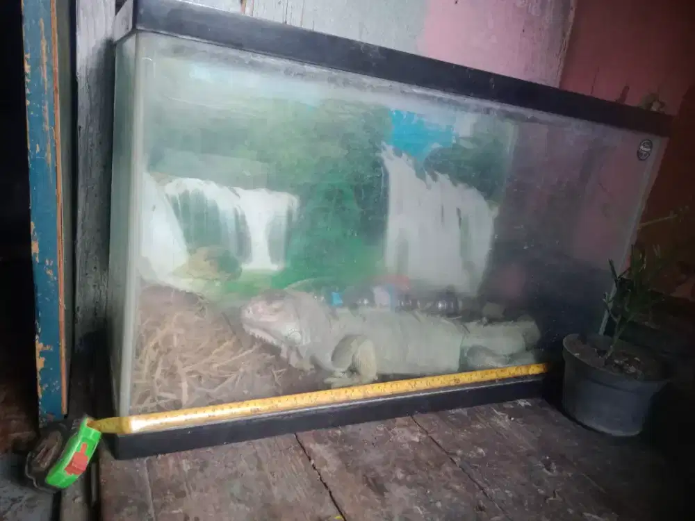 Iguana biru jinak