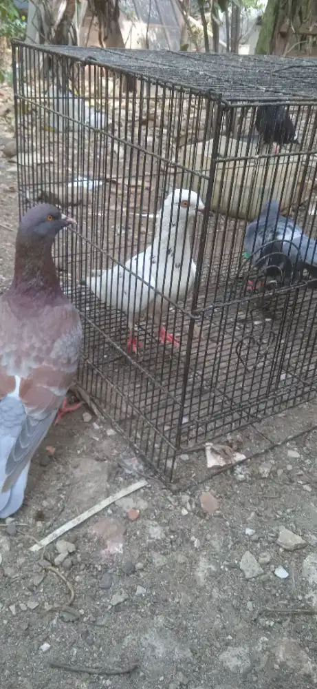 Merpati pasangan giring