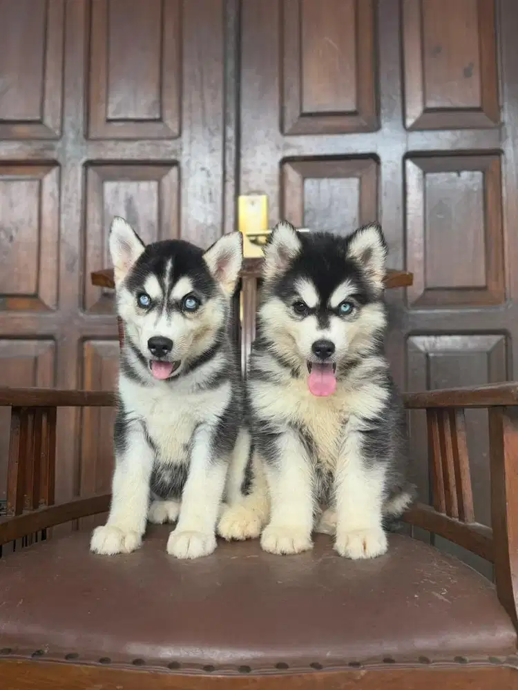 Siberian Husky jantan 2bln stb