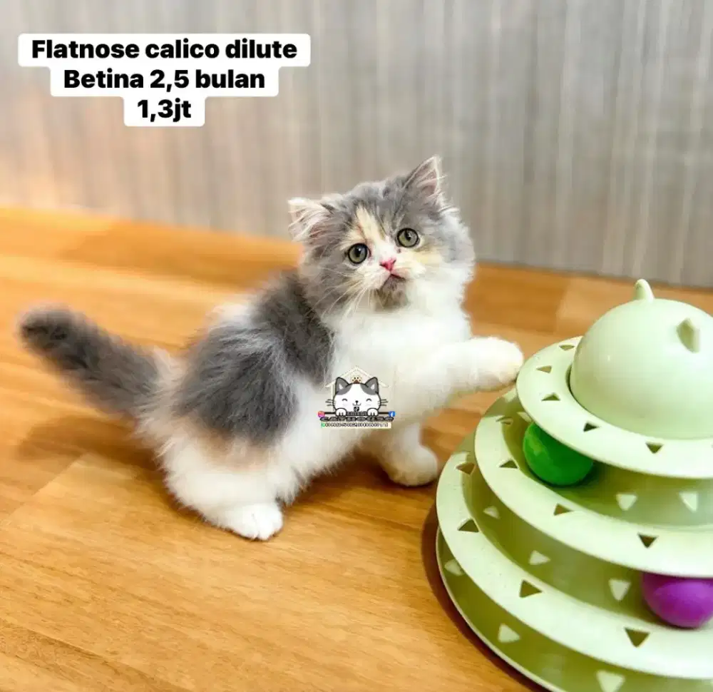 Kucing Munchkin flatnose llucu lucu gemoy