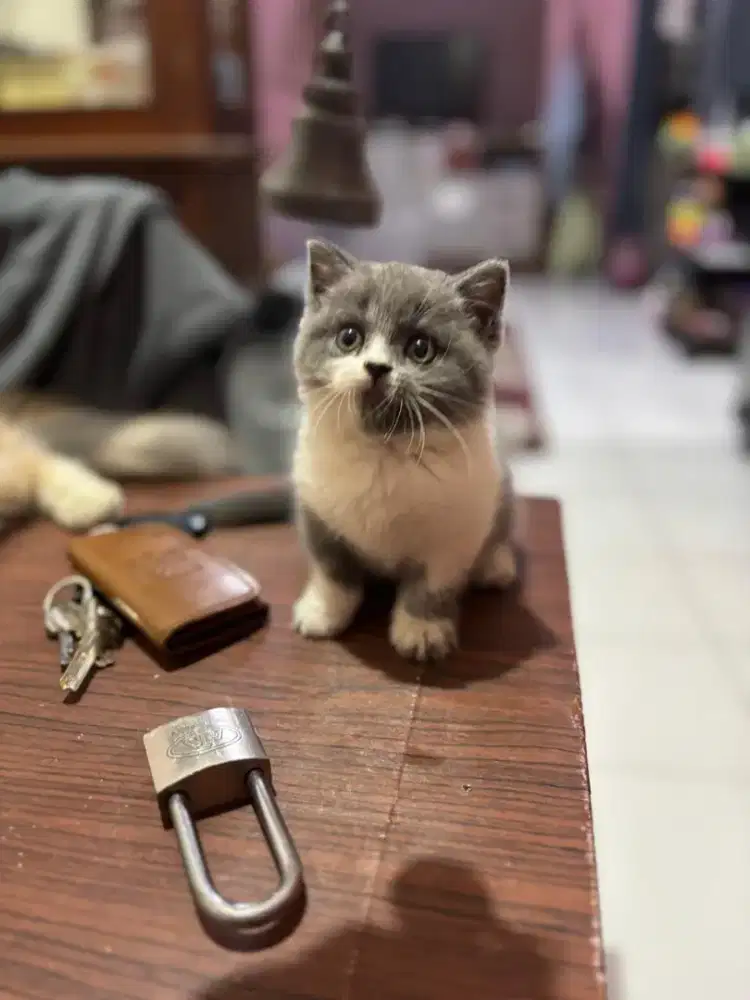 BSH abu putih lincah