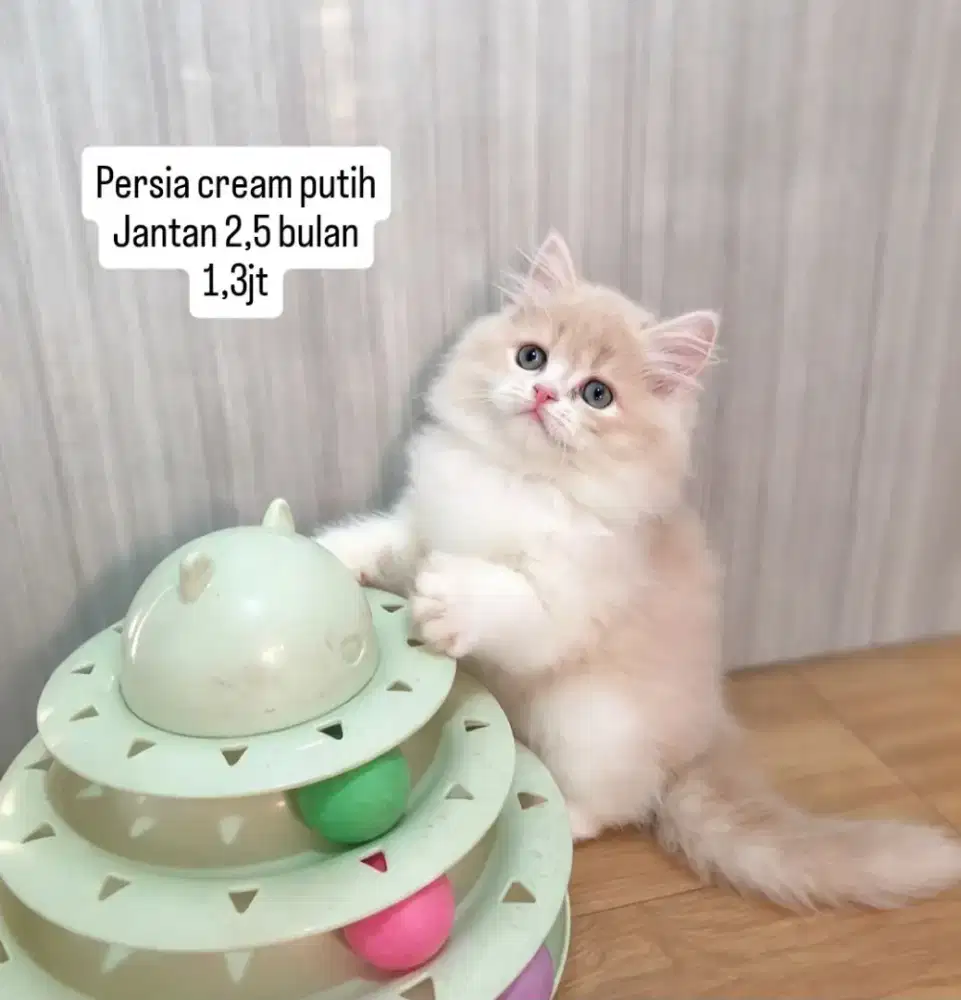Kucing Munchkin flatnose luucu lucu gemoy