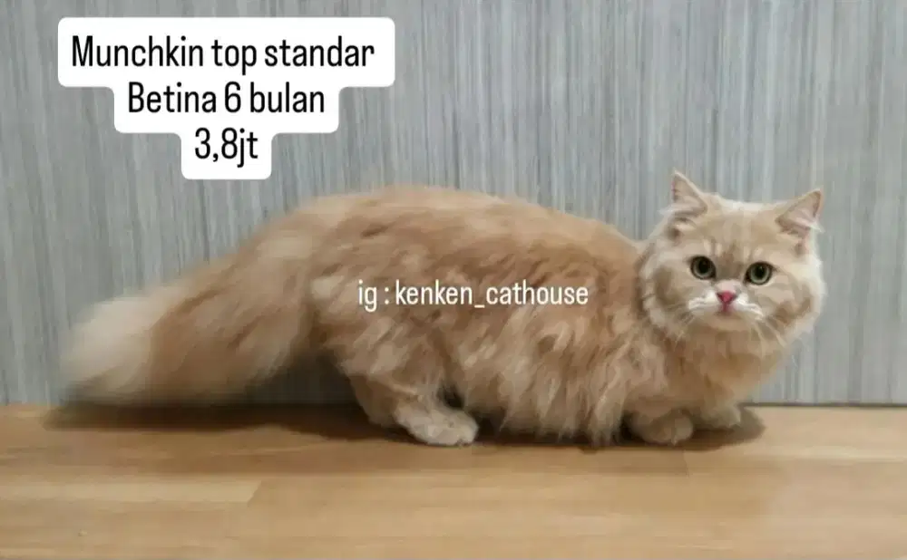 Kucing Munchkin flatnose luccu lucu gemoy