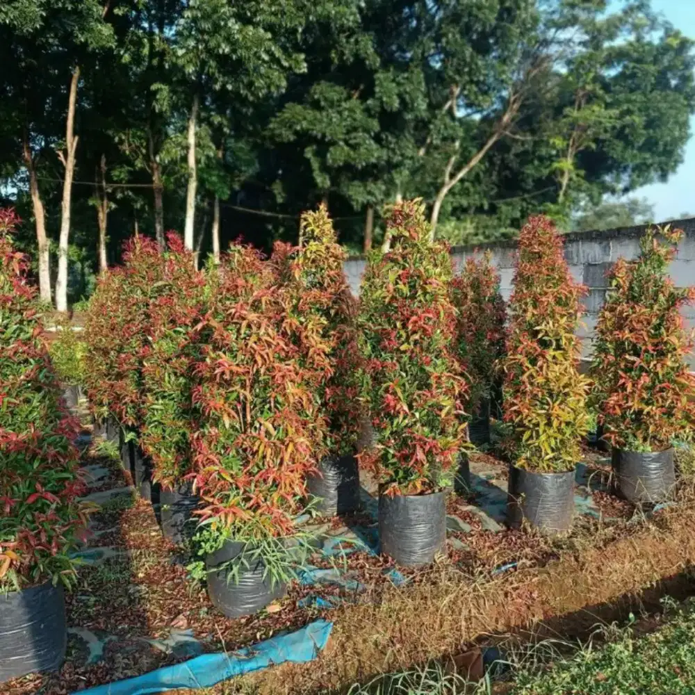 Tanaman pucuk merah bentukan