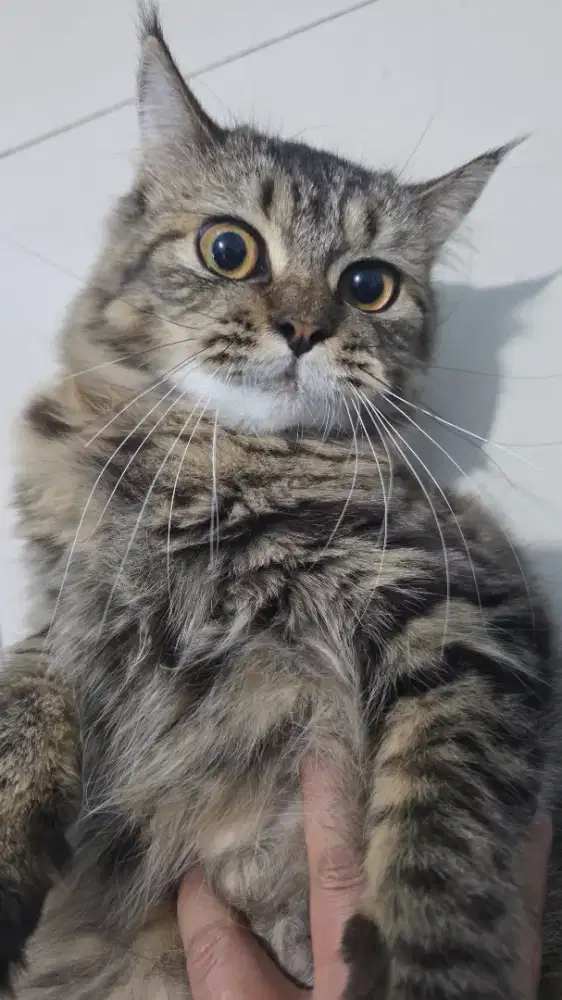 Kucing persia cewek