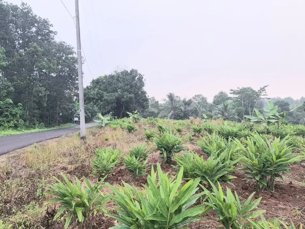 Lahan Potensial Curug Bitung Harga Menarik