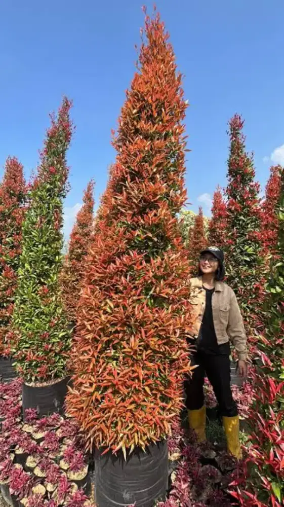 Tanaman bunga pucuk merah