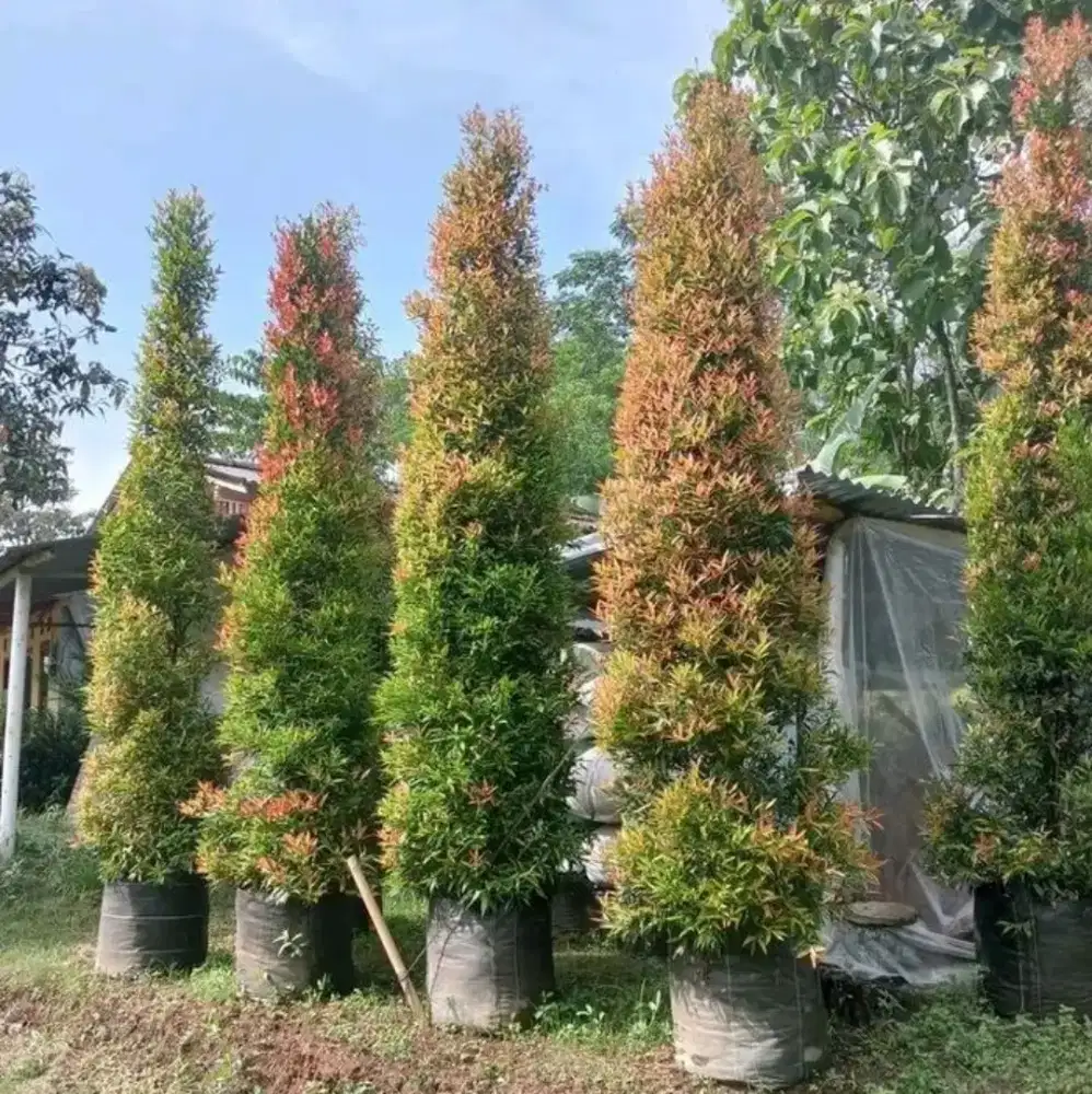 Jual tanaman bunga pucuk merah