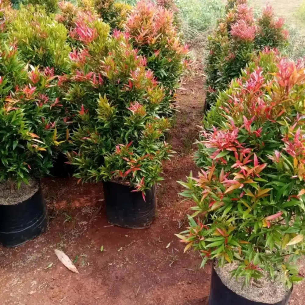 Tanaman hias bunga pucuk merah