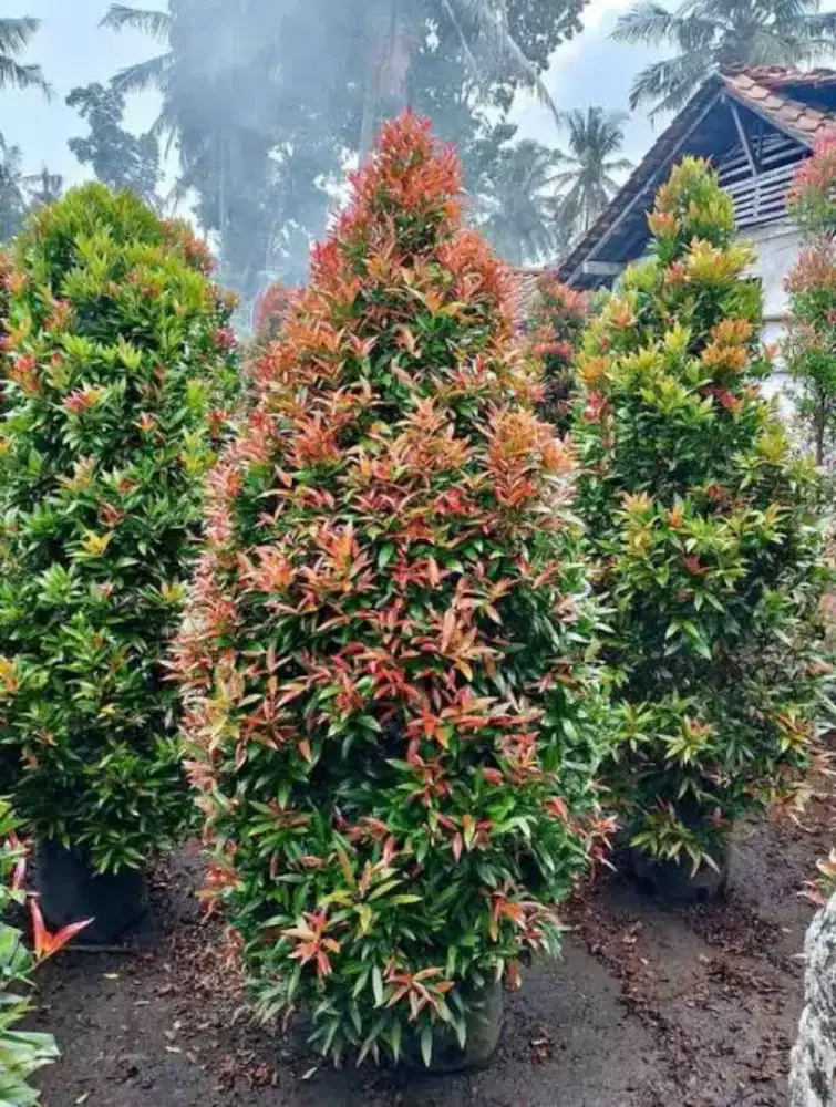 Tanaman hias pohon pucuk merah