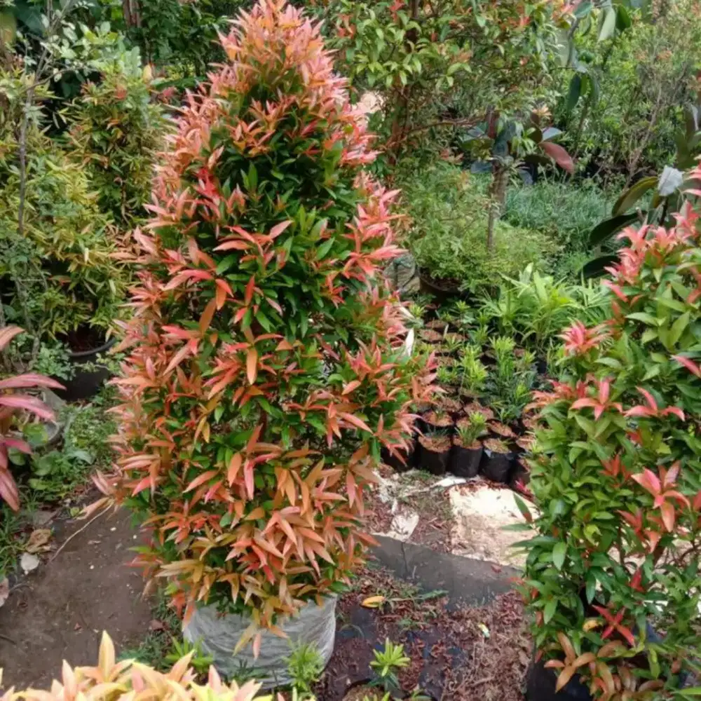 Jual tanaman hias / pohon pucuk merah