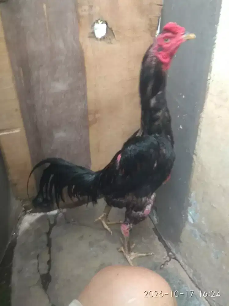 Ayam Bangkok supeerr jalu