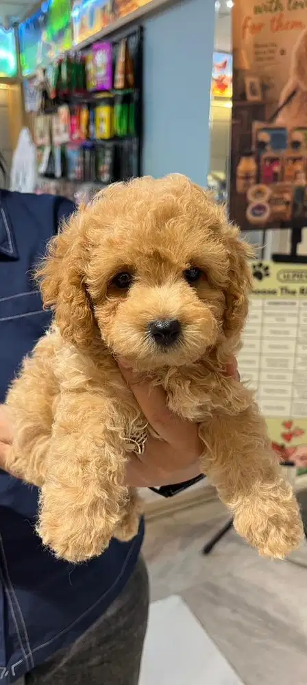 Poodle aprikot.