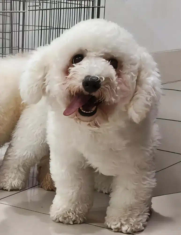 Bichon French betina stb