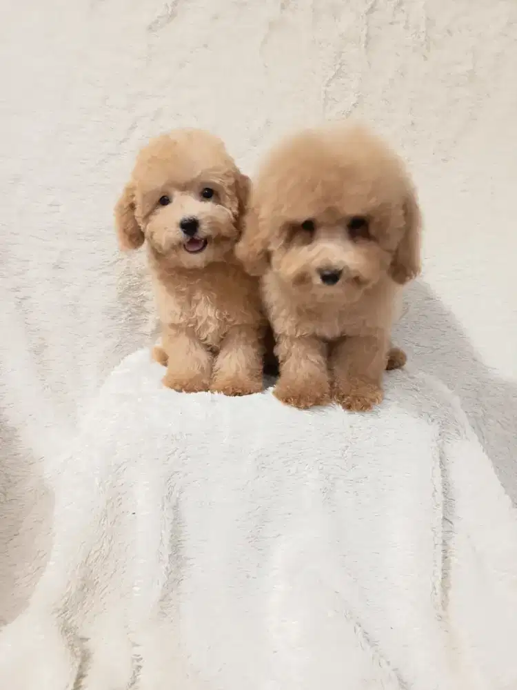 Poodle apricot betina