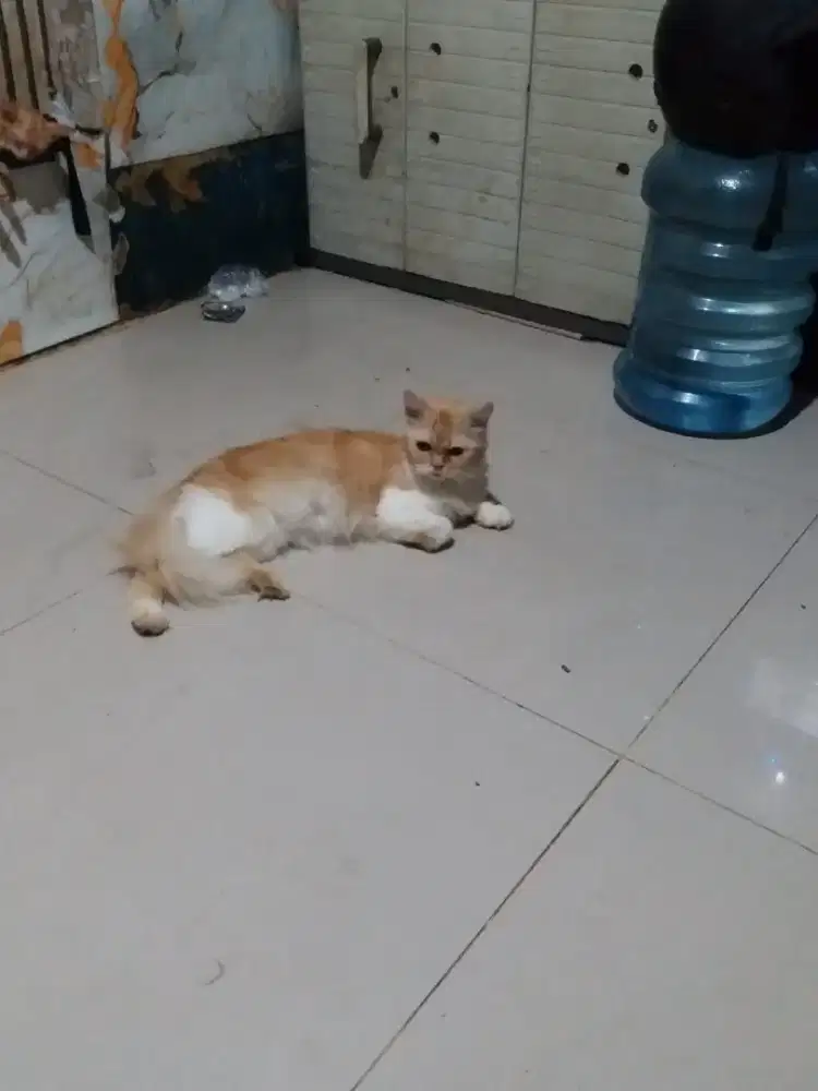 Di jual kucing Persia flat