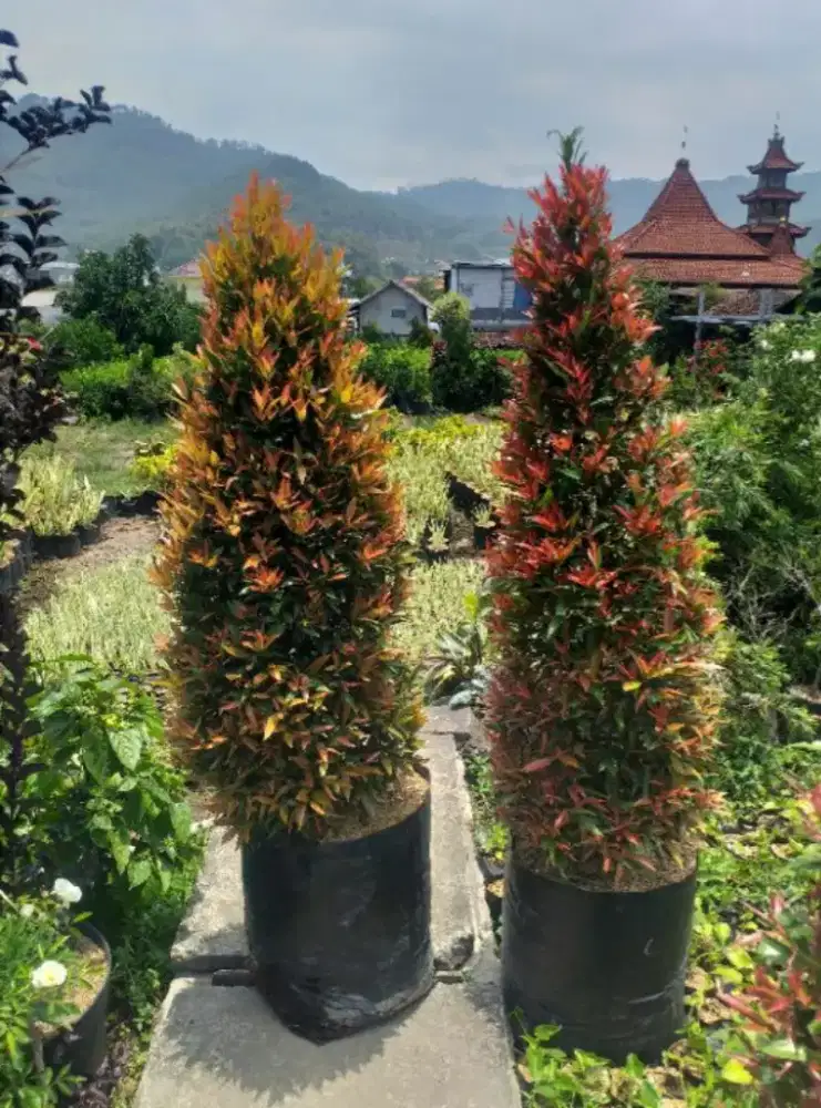 Bunga pucuk merah