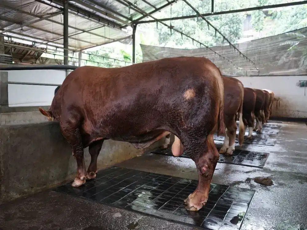 Dijual Lahan Kandang Sapi Luas berikut Rumah Villa Siap Huni Balekamba