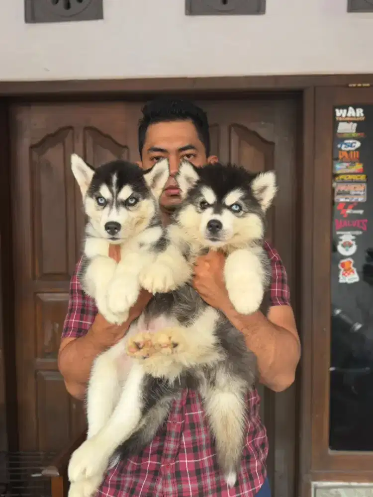 husky stb vaksin