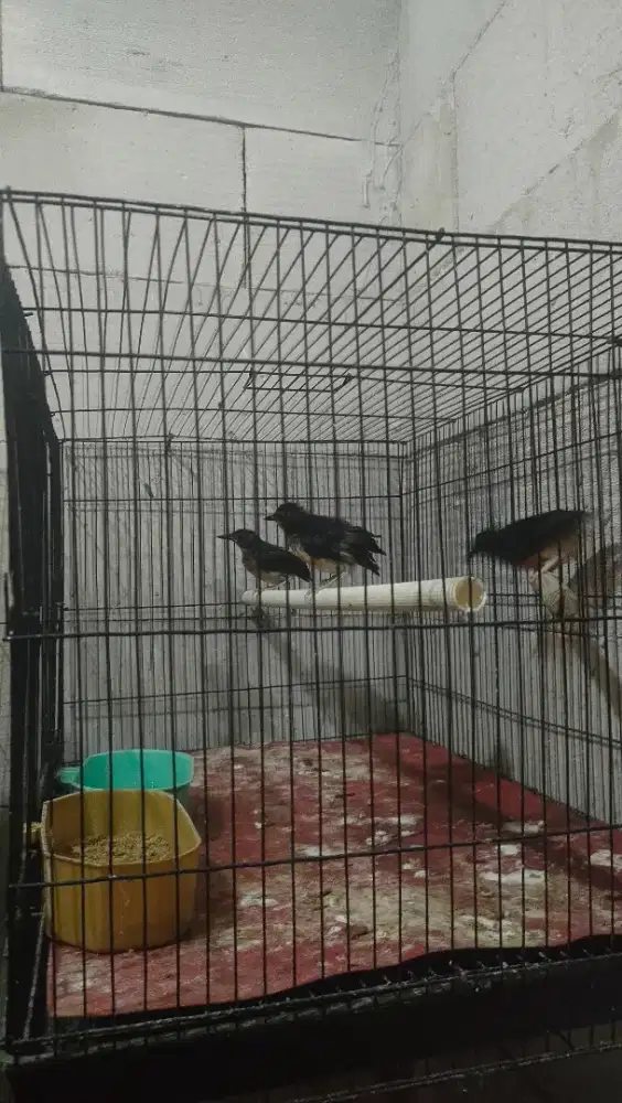 Murai trotol betina