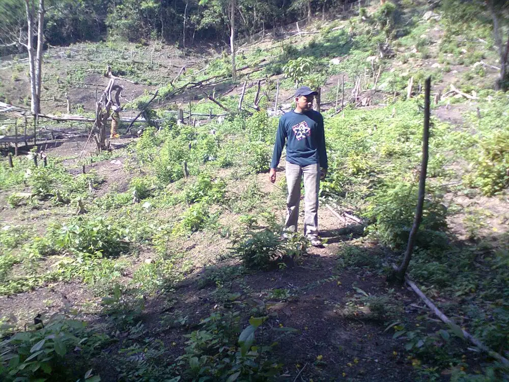 Jasa potong rumput Lamteumen sekitarnya